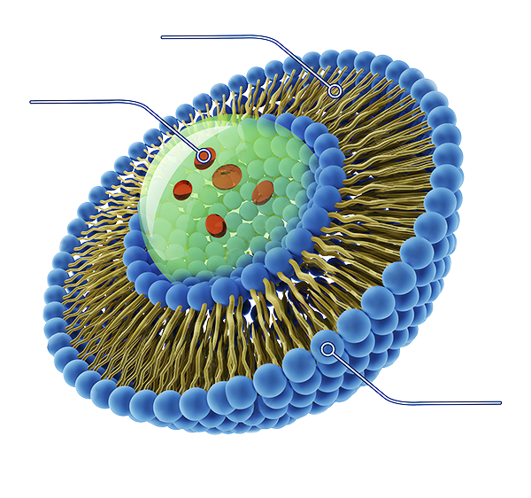 Liposome